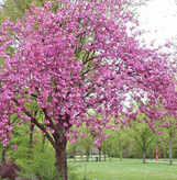 Flowering Cherry made by here at Twin Oaks Nursery & Supply