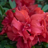 Ever After Ruby Azalea made by here at Twin Oaks Nursery & Supply
