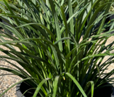 Green Liriope made by here at Twin Oaks Nursery & Supply