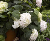 Blushing Bride Endless Summer Hydrangea made by here at Twin Oaks Nursery & Supply