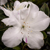 Encore Azalea Autumn Lily