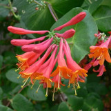 Coral Honeysuckle made by here at Twin Oaks Nursery & Supply