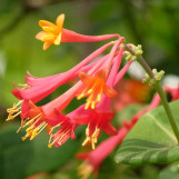 Coral Honeysuckle