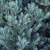 Blue Podocarpus Yew