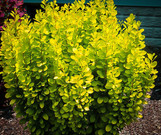 Golden Rocket Barberry