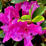 Encore Azalea Autumn Royalty