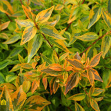Glossy Abelia