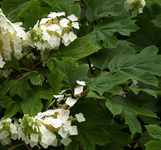 Ellen Huff Oakleaf Hydrangea made by here at Twin Oaks Nursery & Supply