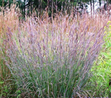Little Bluestem Grass