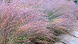 Little Bluestem Grass