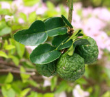 Lime made by here at Twin Oaks Nursery & Supply