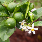 Lime
