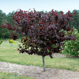 Merlot Redbud made by here at Twin Oaks Nursery & Supply