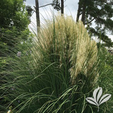 Jet Streams Dwarf Pampas Grass made by here at Twin Oaks Nursery & Supply