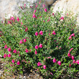 Skullcap - Assorted Varieties
