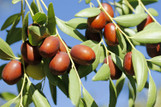 Jujube Trees for Sale - Twin Oaks Nursery & Supply