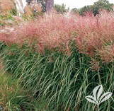 Red Silver Maiden Grass made by here at Twin Oaks Nursery & Supply