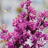 Oklahoma Redbud