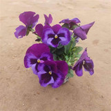 Pansy - Assorted 4 inch, vibrant purple and violet pansy flowers in a small pot on sandy ground.