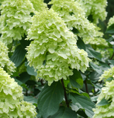 Limelight Prime Hydrangea made by here at Twin Oaks Nursery & Supply