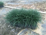 Mondo Grass