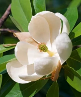Moonglow Magnolia made by here at Twin Oaks Nursery & Supply