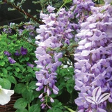 Lavender Falls Wisteria made by here at Twin Oaks Nursery & Supply