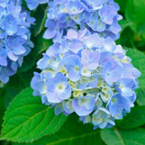 Nantucket Blue Hydrangea made by here at Twin Oaks Nursery & Supply