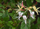 Purple Leaf Japanese Honeysuckle made by here at Twin Oaks Nursery & Supply