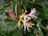 Purple Leaf Japanese Honeysuckle