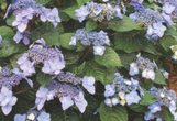 Pop Star Endless Summer Hydrangea made by here at Twin Oaks Nursery & Supply