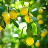  Fruiting Trees & Vines Twin Oaks Nursery & Supply
