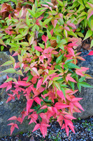 Harbor Belle Nandina made by here at Twin Oaks Nursery & Supply