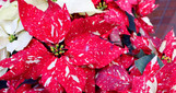 Poinsettia - Assorted Colors made by here at Twin Oaks Nursery & Supply