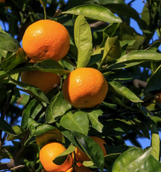Satsuma