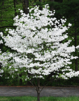White Dogwood made by here at Twin Oaks Nursery & Supply