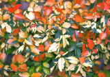 Summer Sunset Asian Jasmine