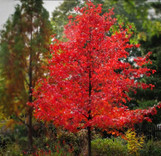 Wildfire Black Gum Tree