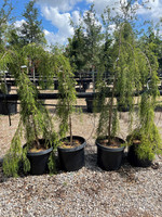Weeping Falling Water Bald Cypress made by here at Twin Oaks Nursery & Supply