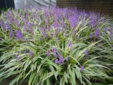 Variegated Liriope