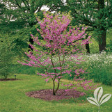 Texas Redbud made by here at Twin Oaks Nursery & Supply