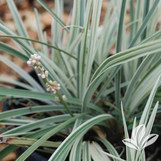 Silver Dragon Liriope