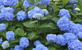 The Original Endless Summer Hydrangea made by here at Twin Oaks Nursery & Supply