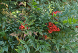 Sunray Nandina made by here at Twin Oaks Nursery & Supply