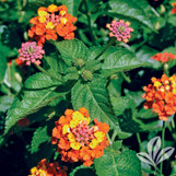 Texas Lantana made by here at Twin Oaks Nursery & Supply