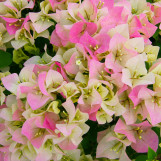 Bougainvillea - Assorted