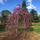 Traveler's Weeping Redbud made by here at Twin Oaks Nursery & Supply