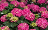 Summer Crush Endless Summer Hydrangea made by here at Twin Oaks Nursery & Supply