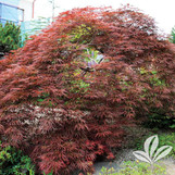 Tamukeyama Japanese Red Maple made by here at Twin Oaks Nursery & Supply