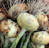 Onion Plants -1 Bundle